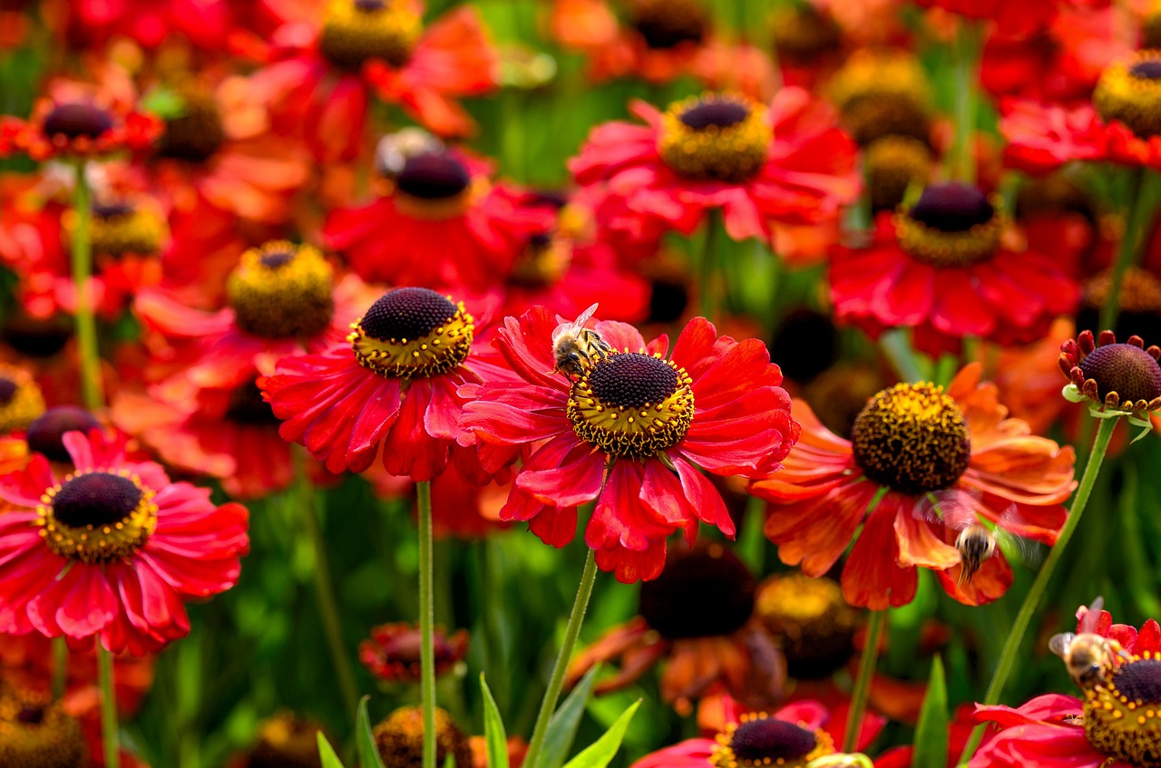 flowers  red  garden free photo