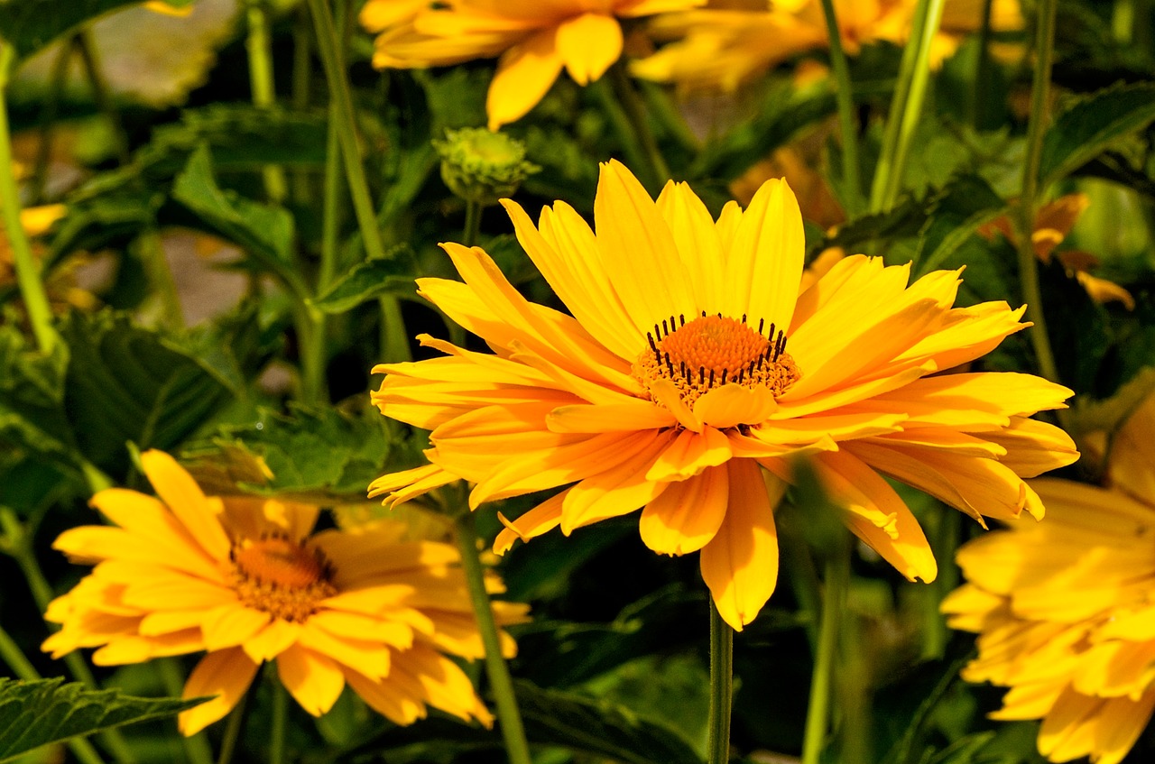 flowers  yellow  natural free photo