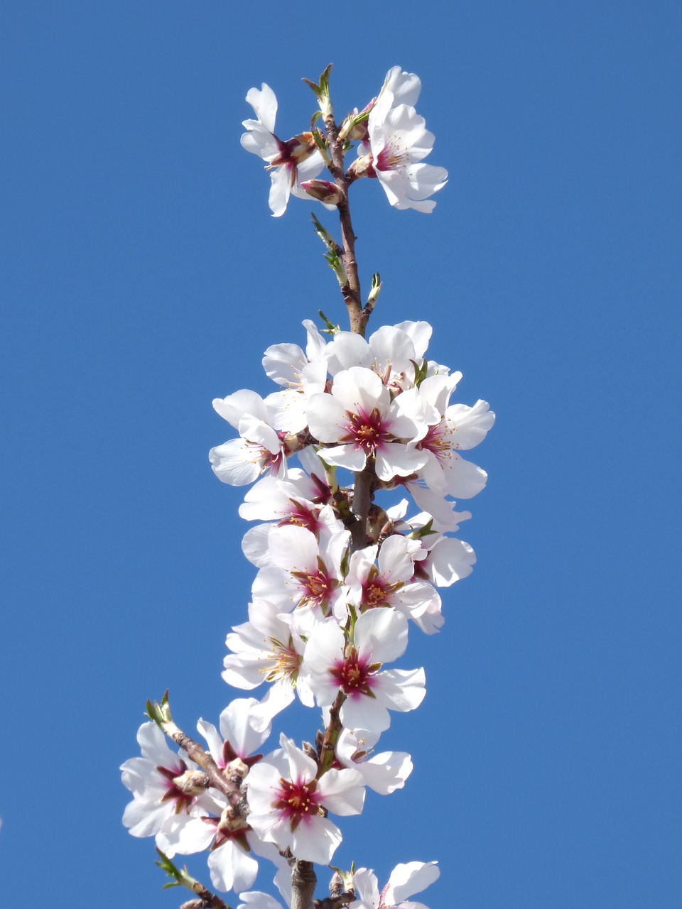 flowers  almond tree  flowering free photo
