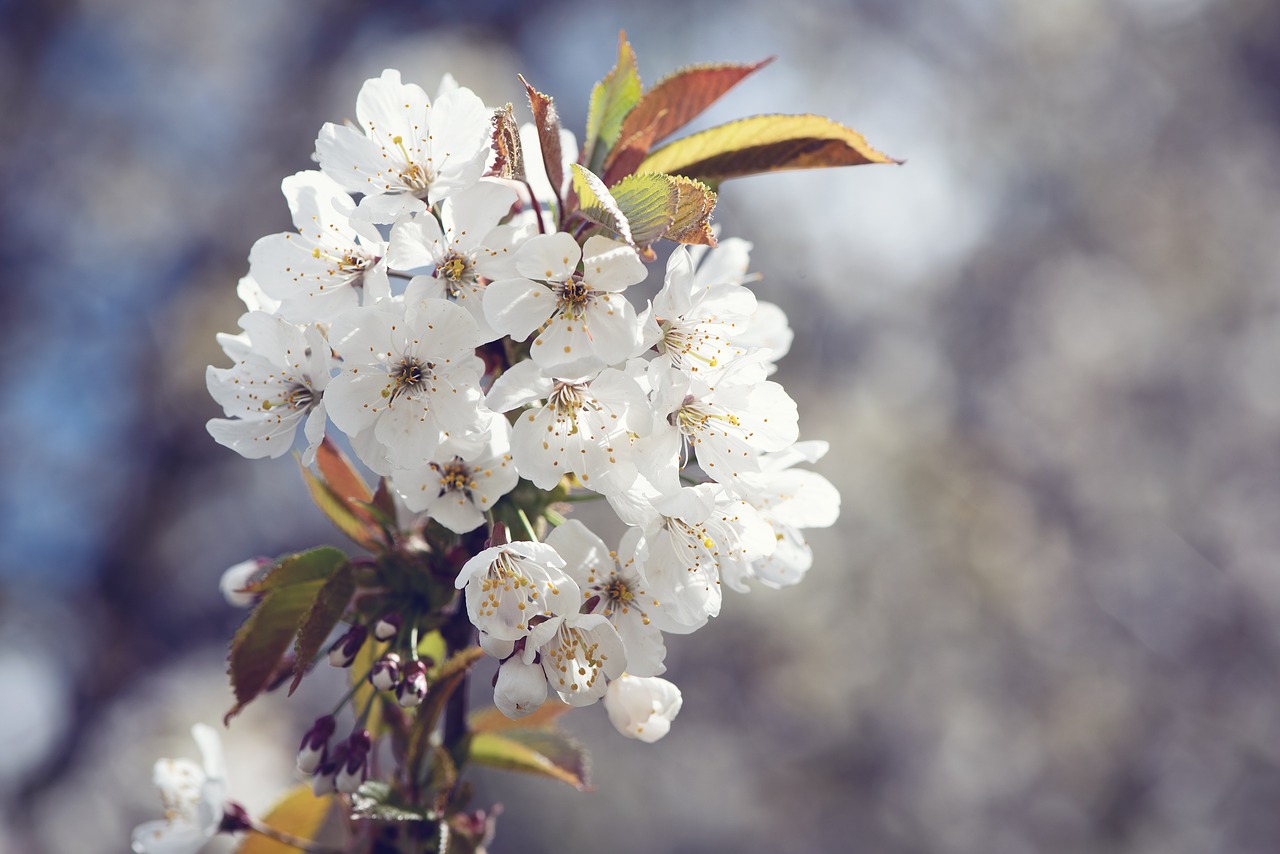 flowers  spring  white free photo