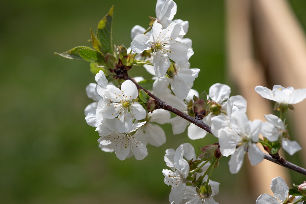 flowers  white  branch free photo