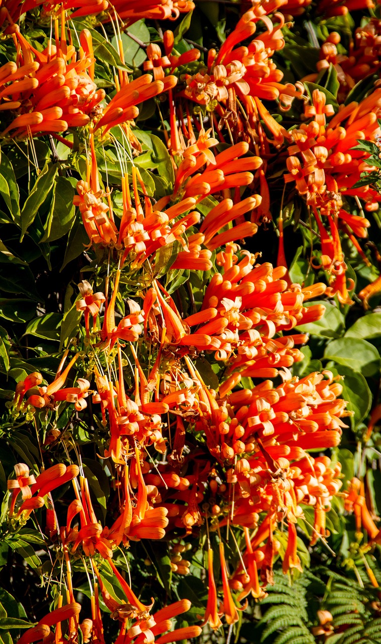 flowers orange hedge free photo