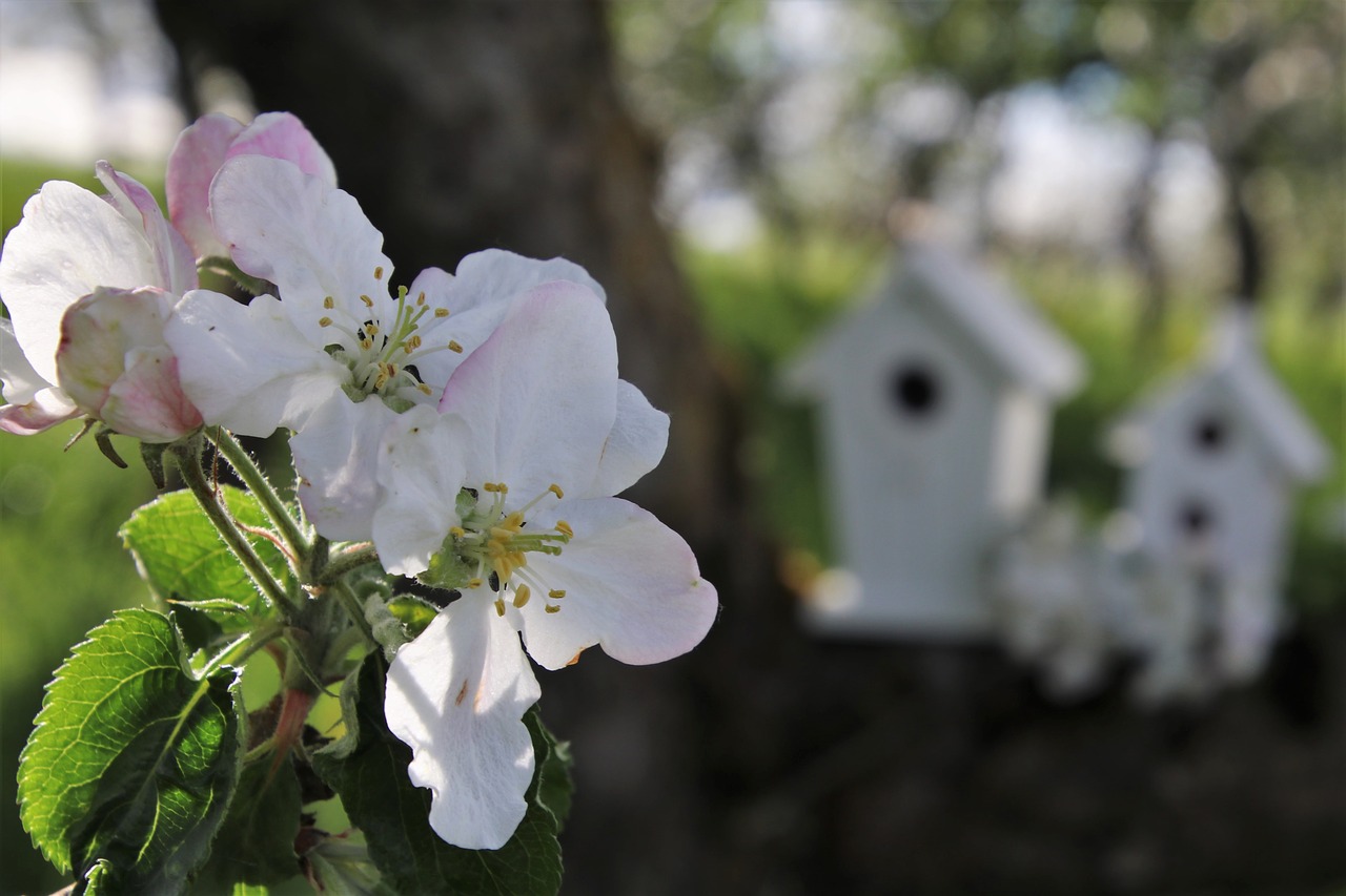 flowers  apple  closeup free photo