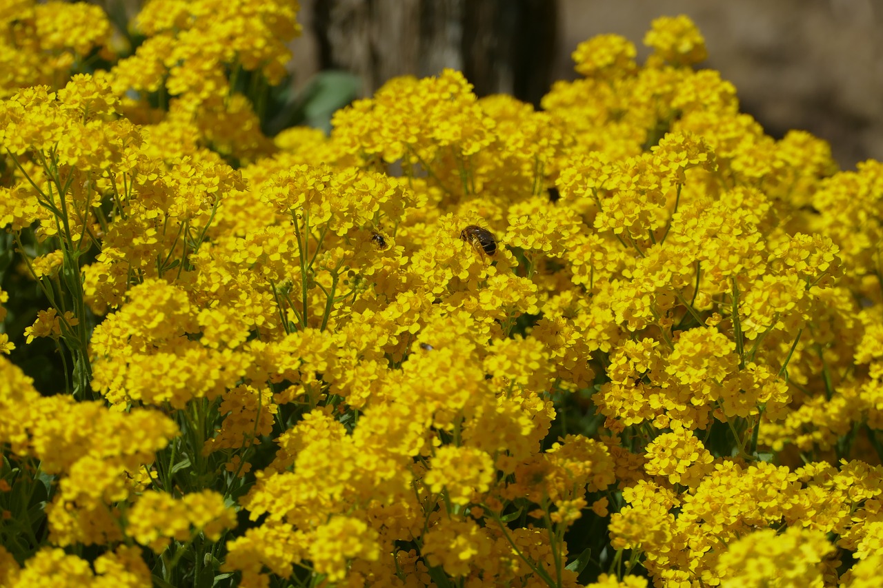 flowers  bloom  blossom free photo