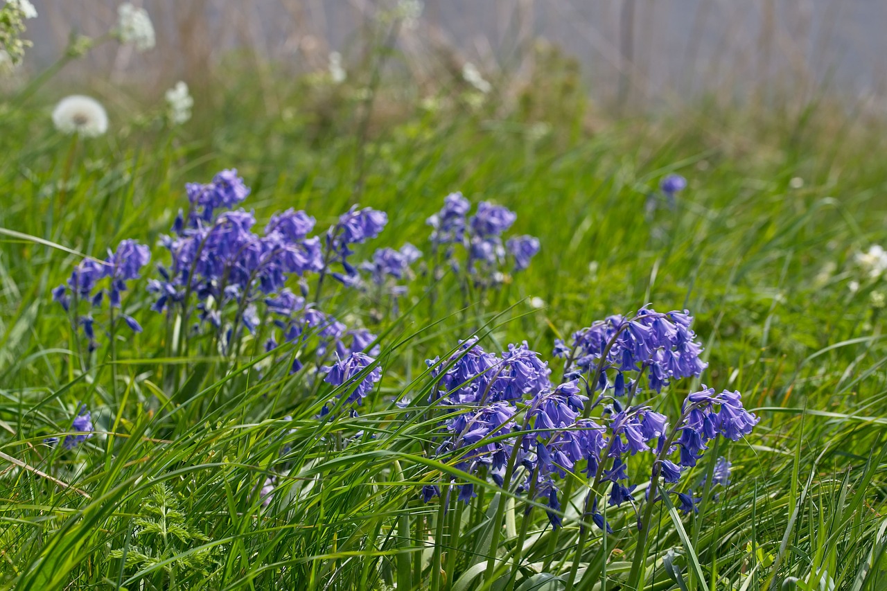 flowers  berm  blue free photo