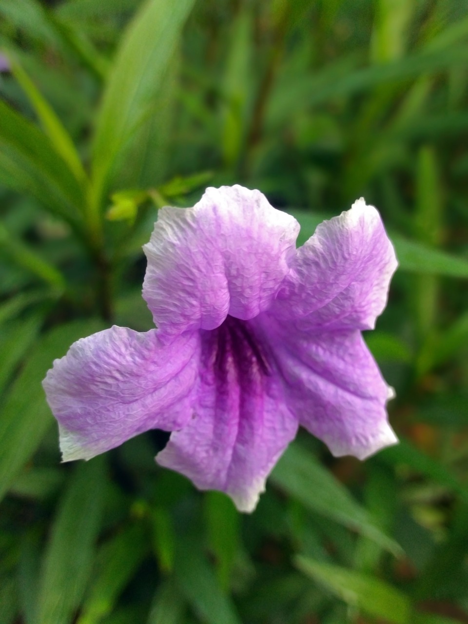 flowers  closeup  spring free photo