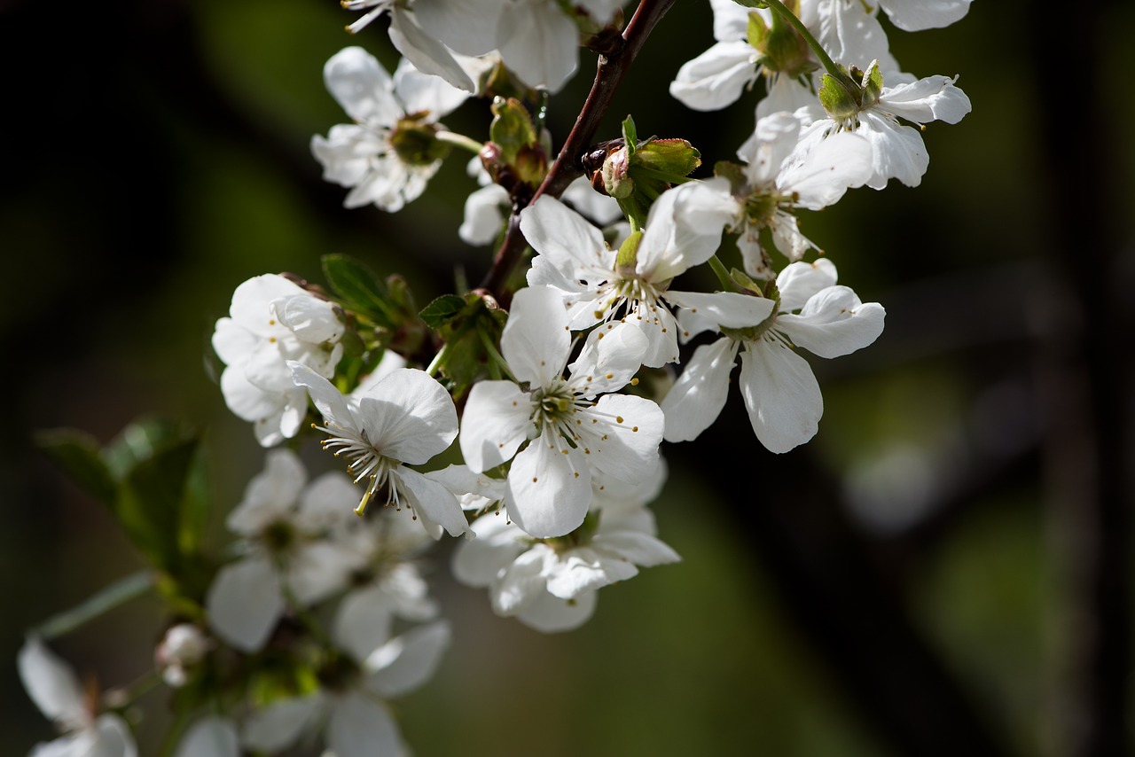 flowers  white  branch free photo