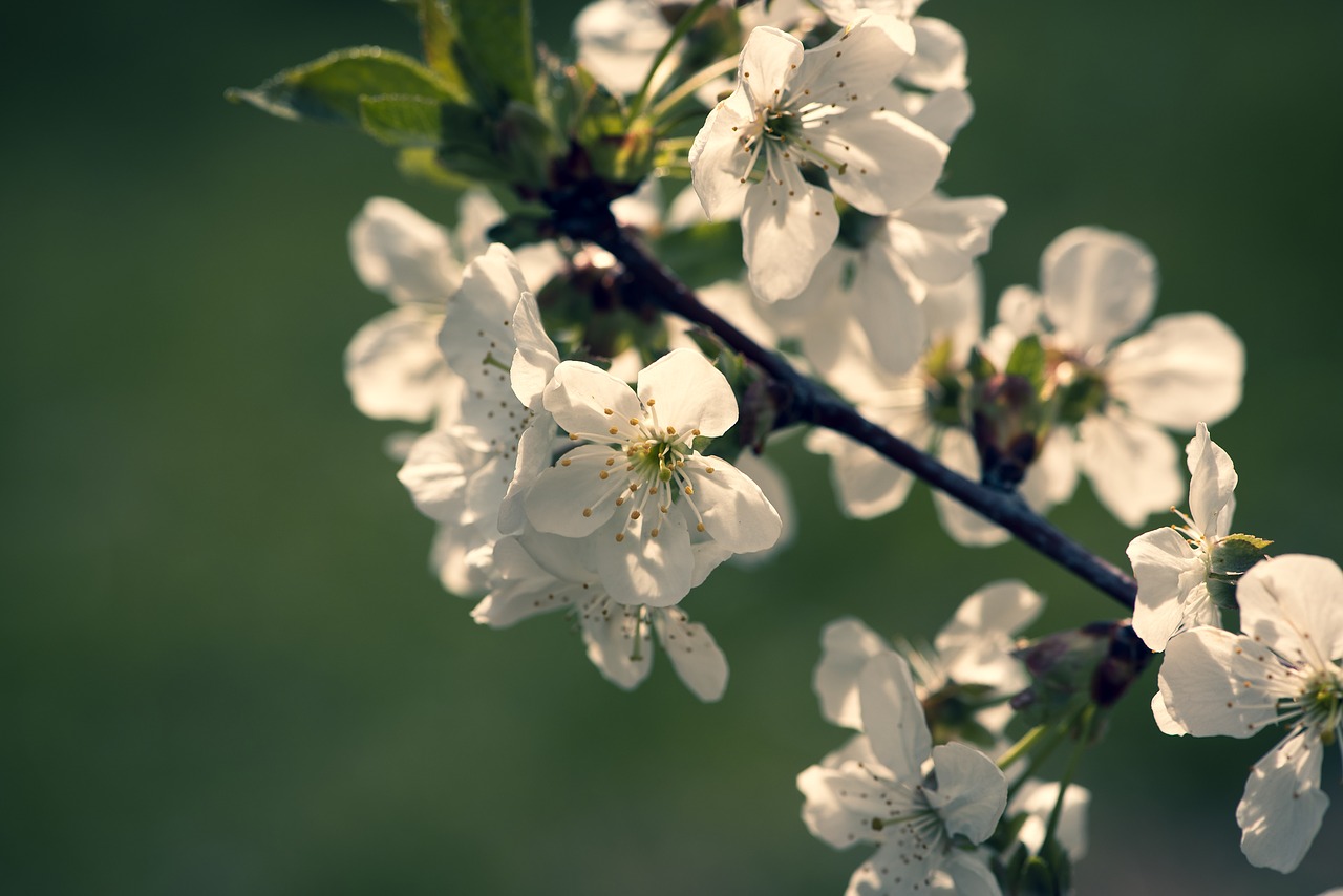 flowers  white  branch free photo