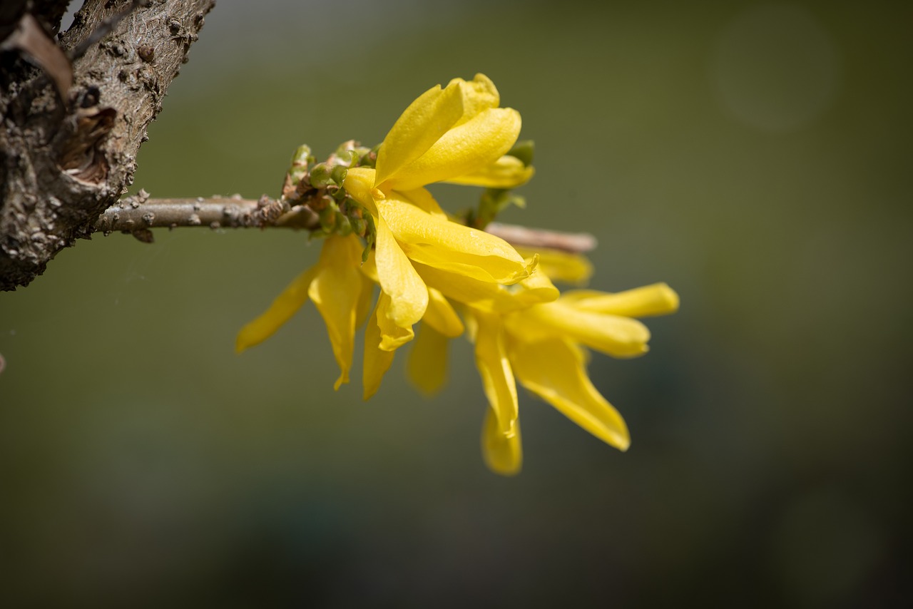 flowers  tree  branch free photo