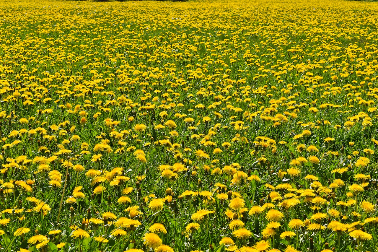 flowers  dandelion  nature free photo