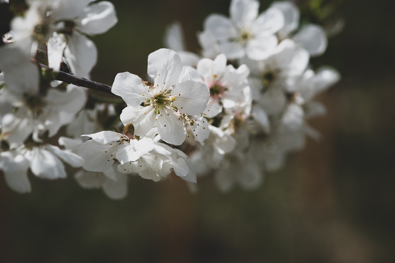 flowers  white  branch free photo