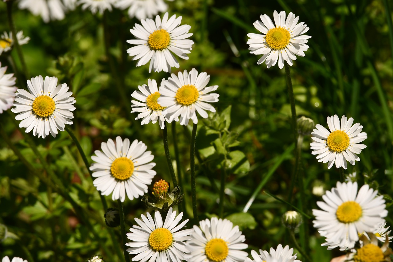 flowers  daisies  prato free photo