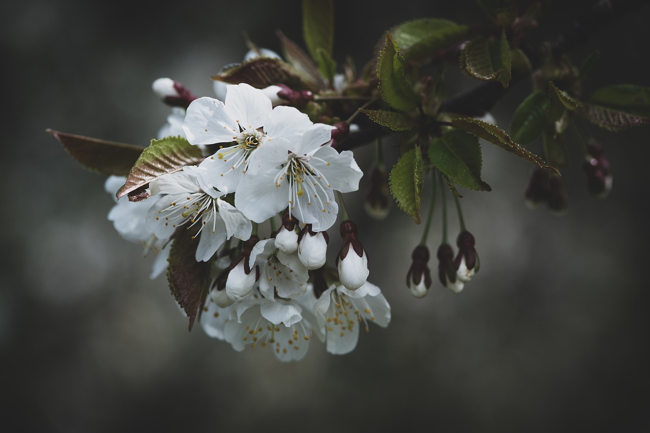 flowers  white  spring free photo