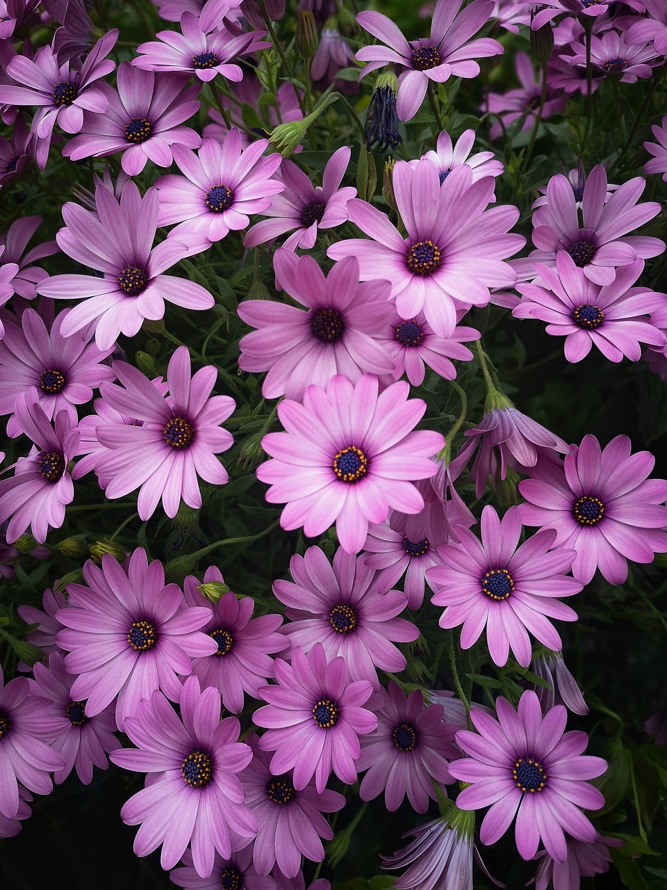 flowers  pink  spring free photo