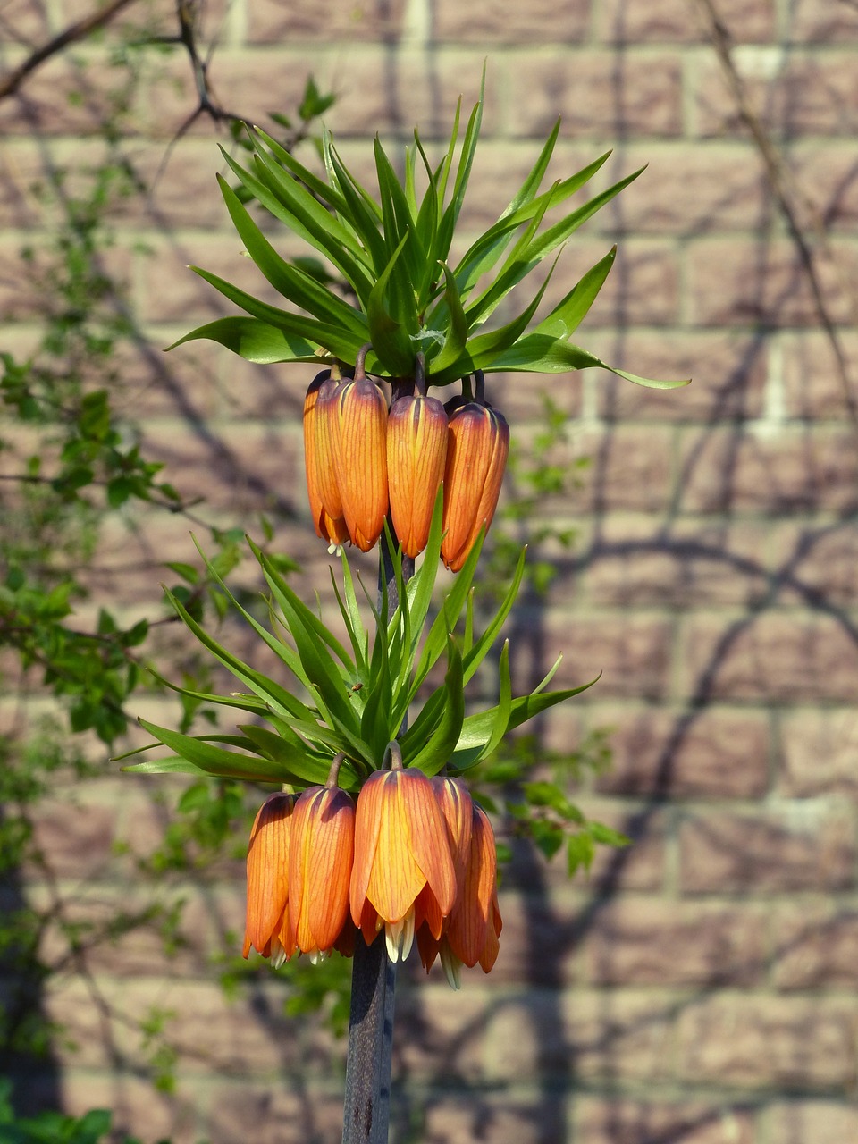 flowers  the imperial fritillary  royal crown free photo