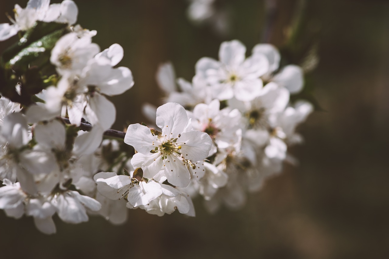 flowers  white  branch free photo