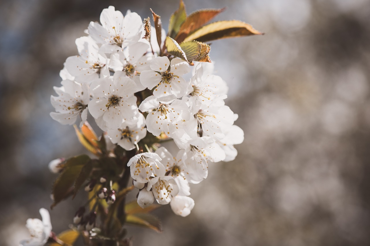 flowers  white  branch free photo