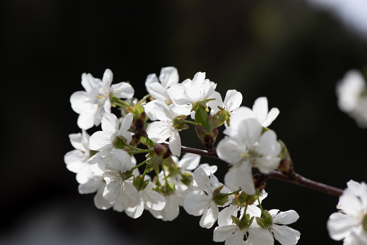 flowers  white  branch free photo