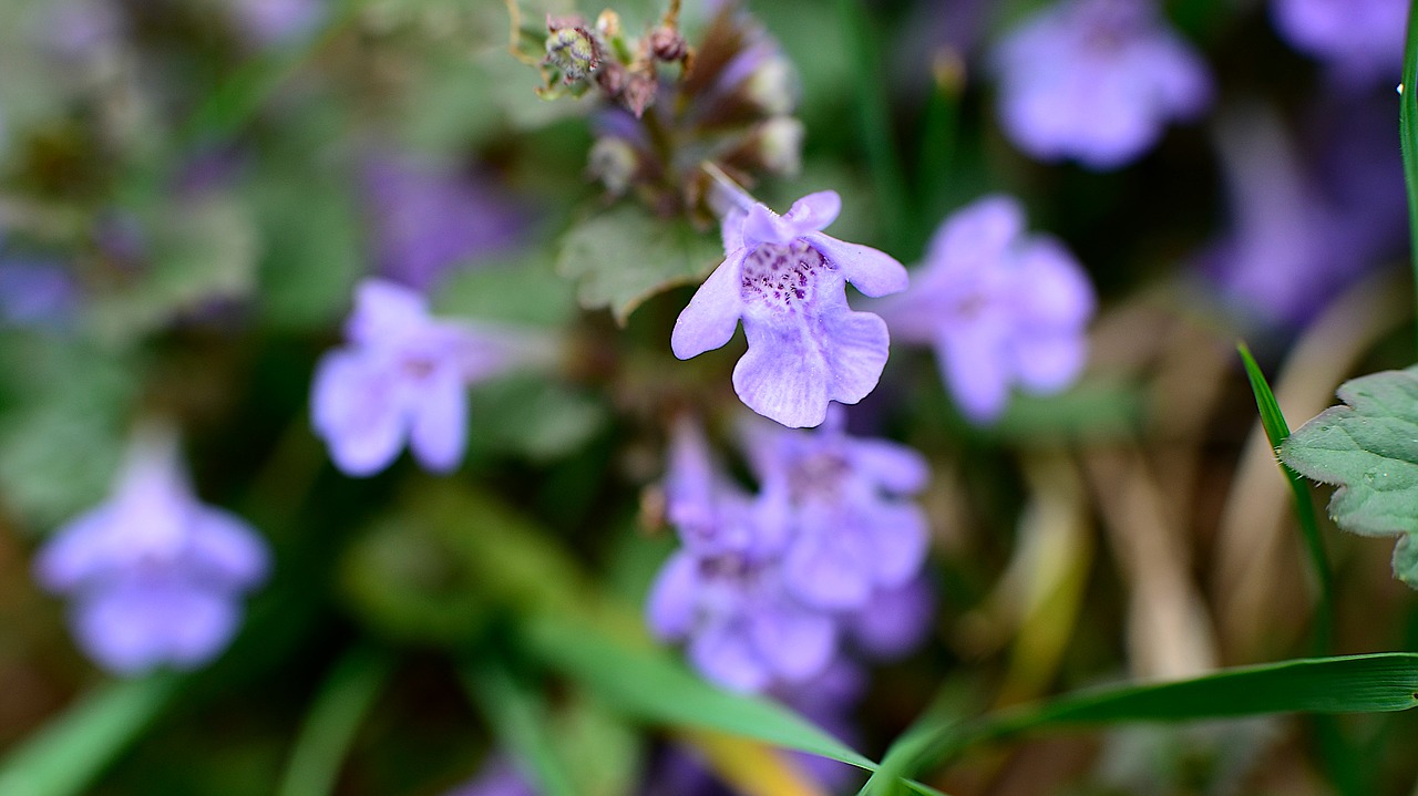 flowers  macro  zoom free photo