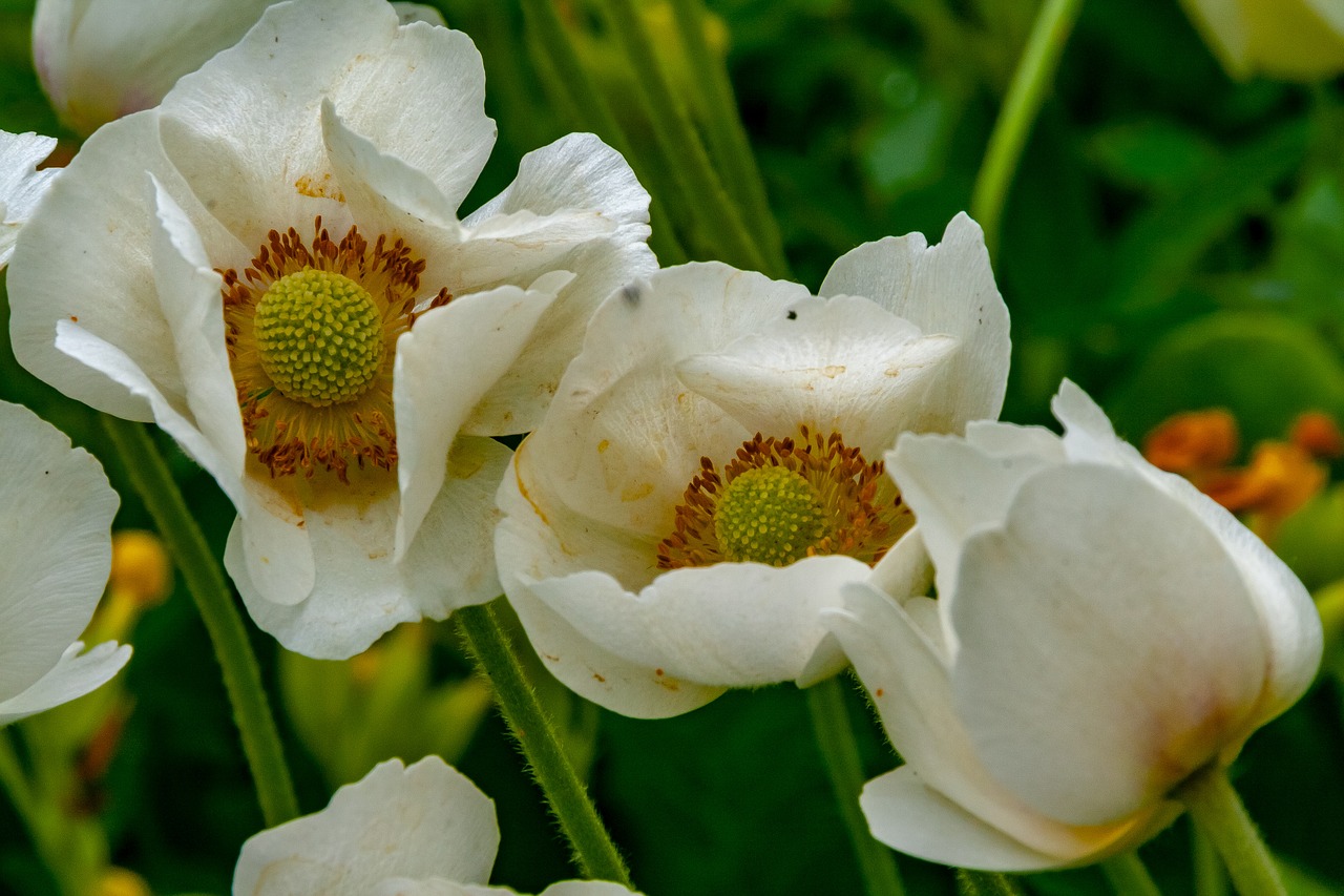 flowers  flora  nature free photo