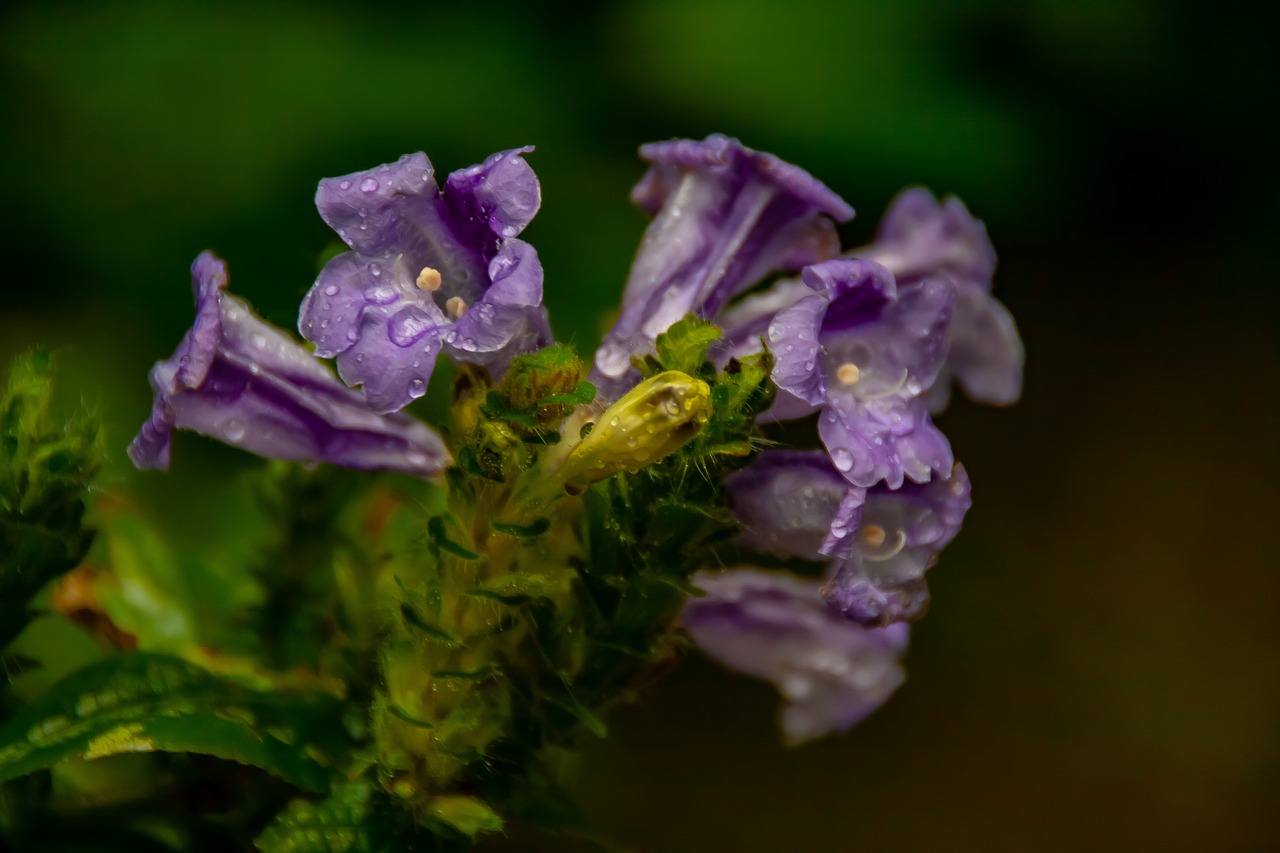 flowers  flora  nature free photo