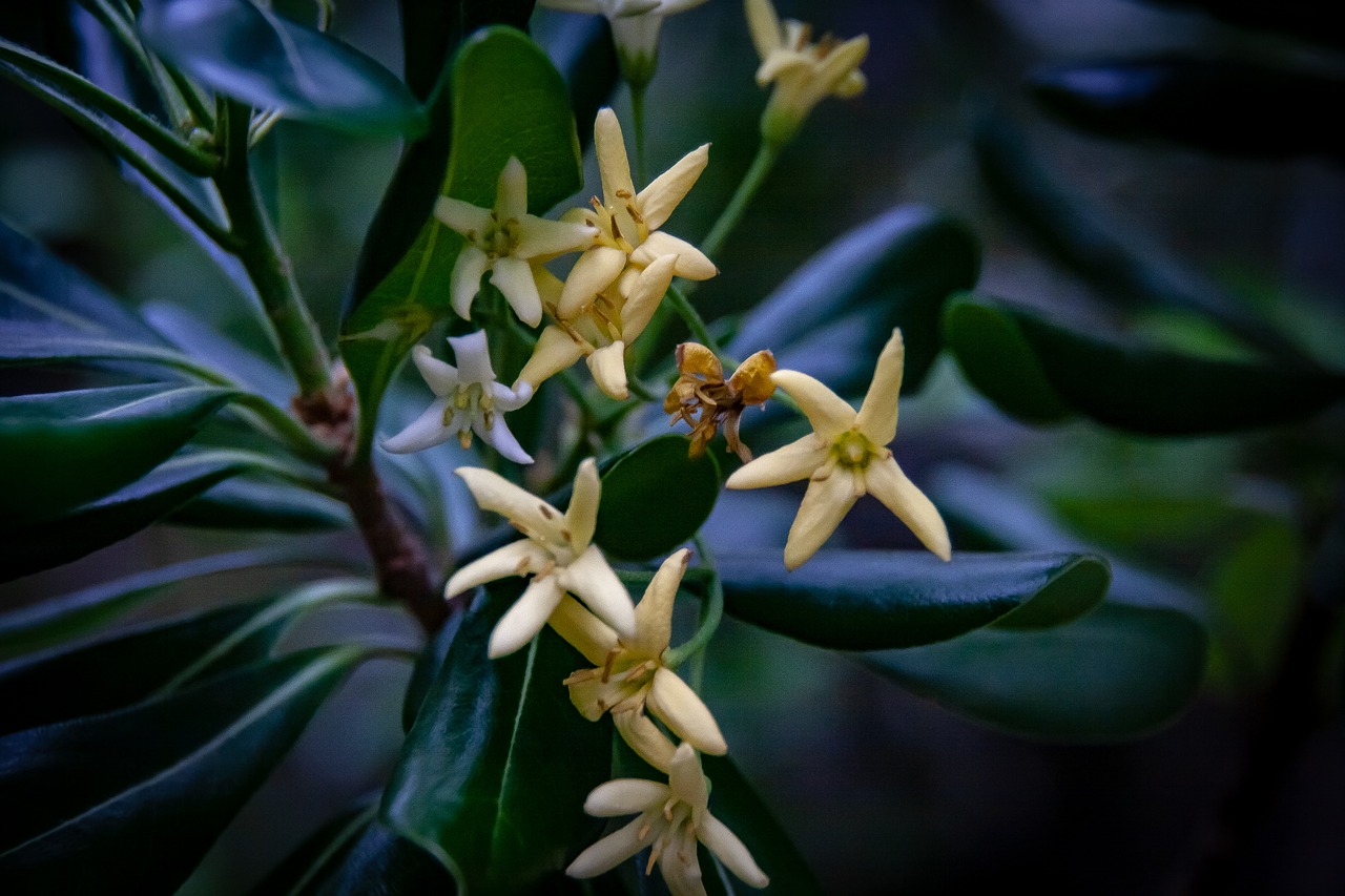 flowers  flora  nature free photo