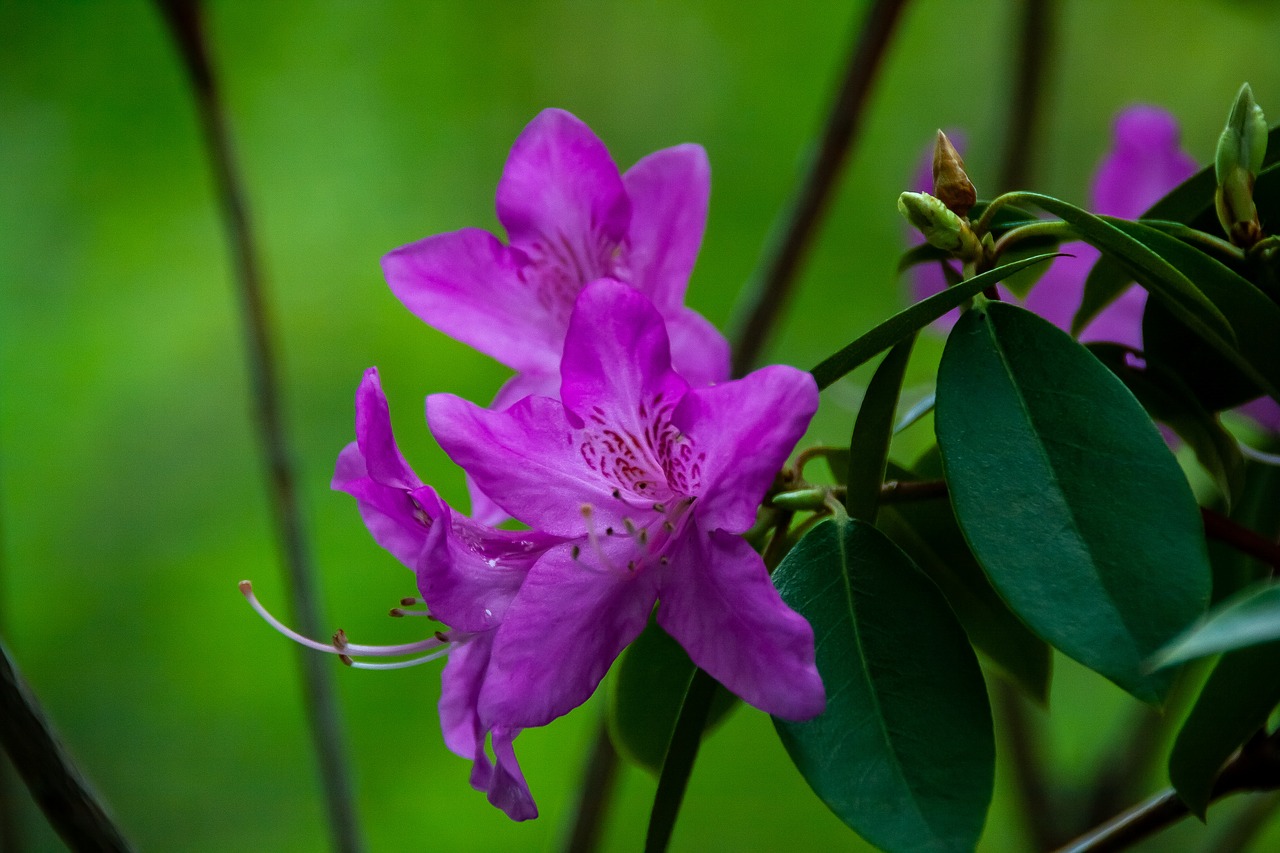 flowers  flora  nature free photo