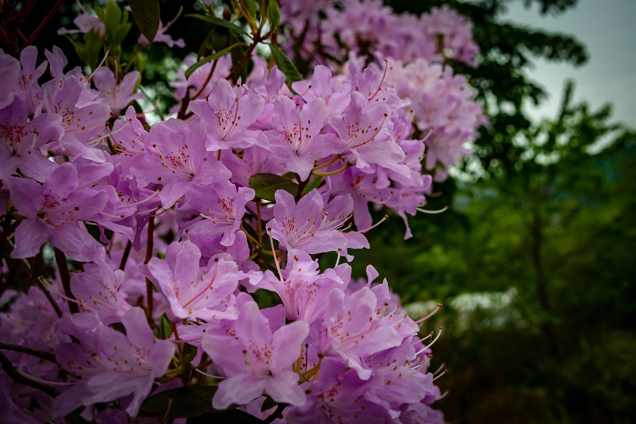 flowers  flora  nature free photo