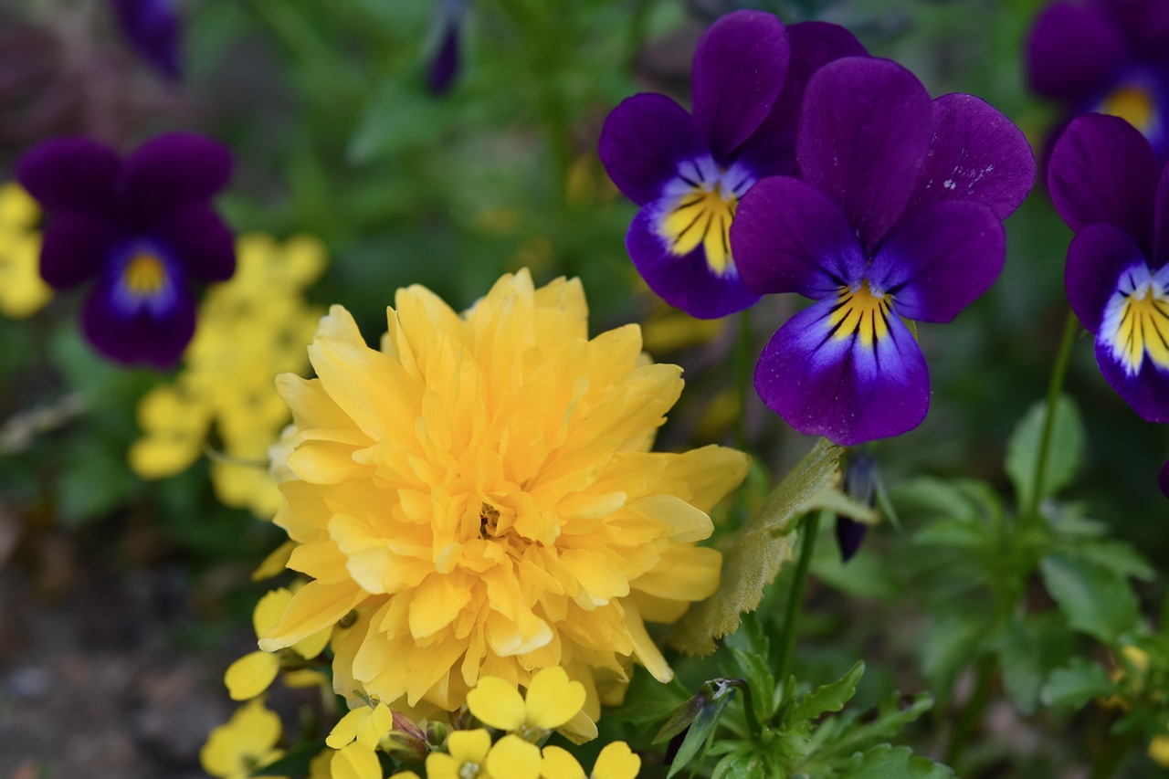 flowers  dandelion  purple flowers free photo