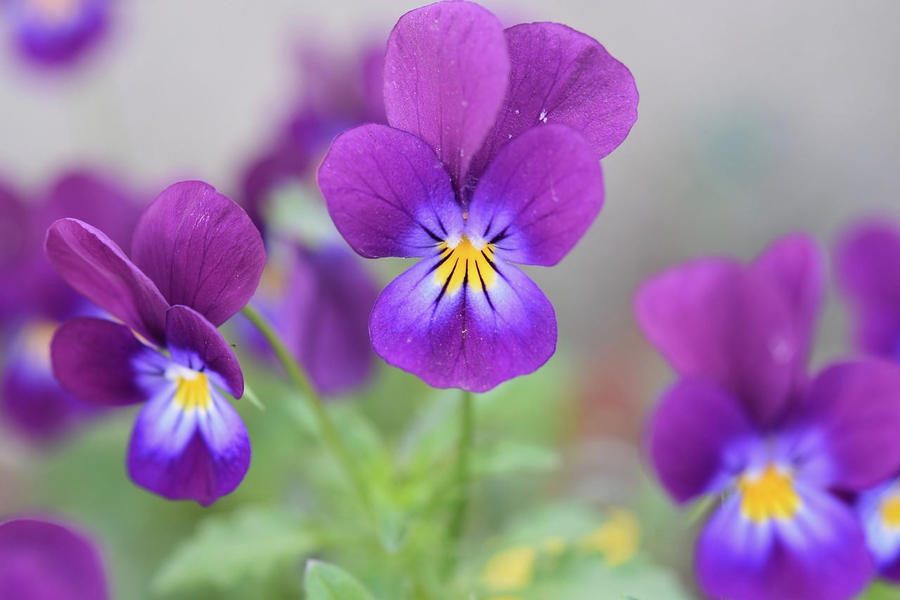 flowers  flower  violets free photo