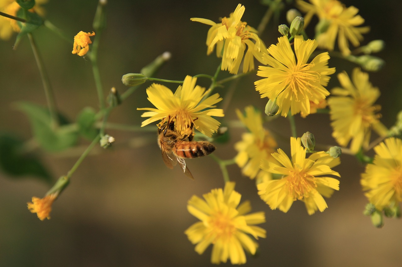 flowers  bee  yellow free photo