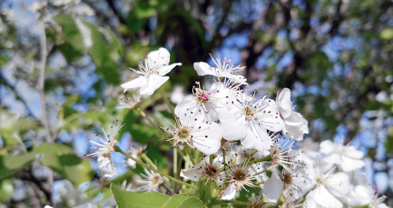 flowers  blooming  tree free photo