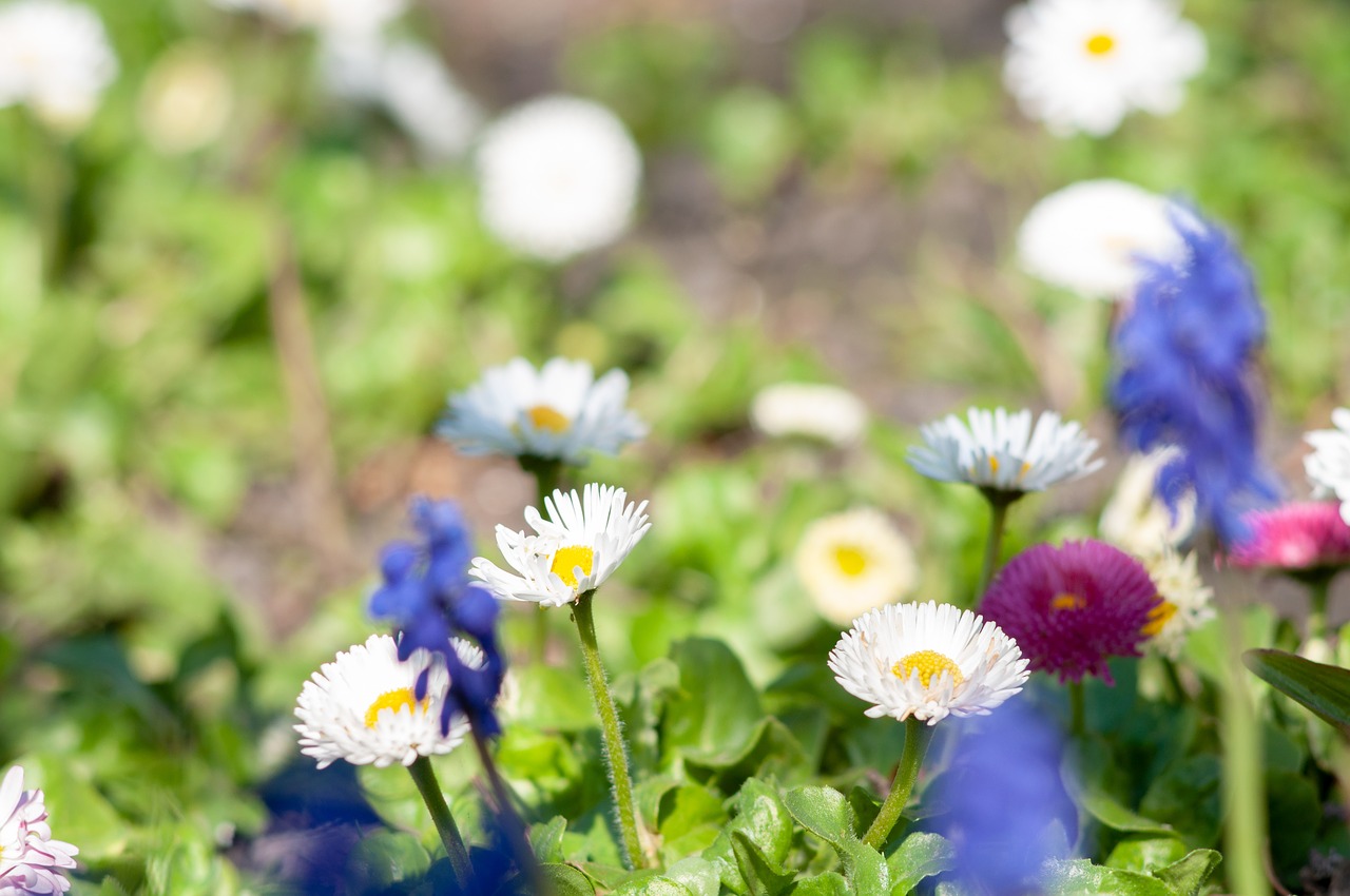 flowers  margaretki  spring free photo