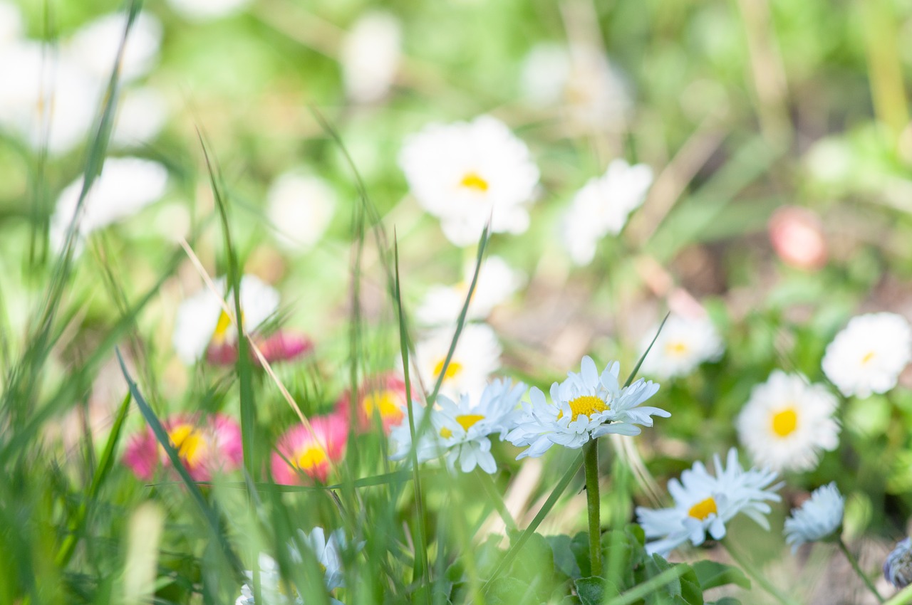 flowers  white  margaretki free photo