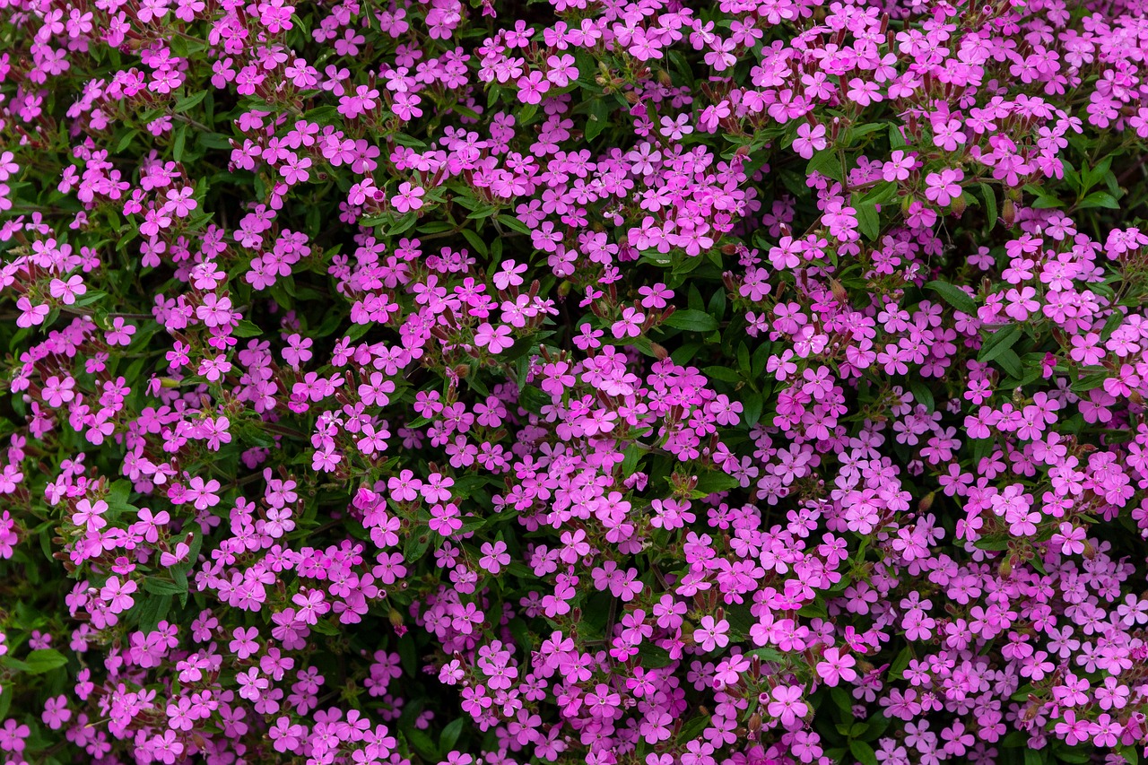 flowers  ground cover  spring free photo