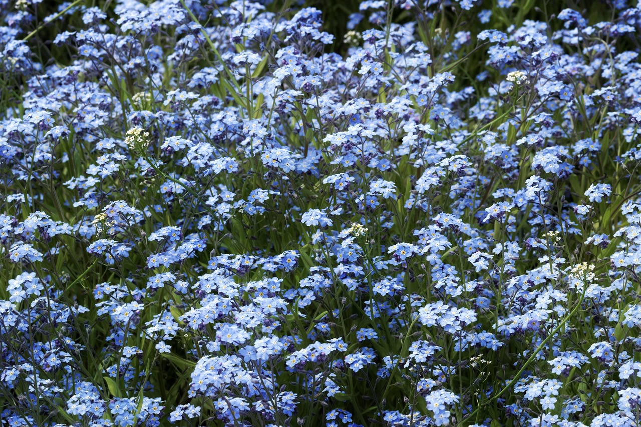 flowers  blue  flower free photo