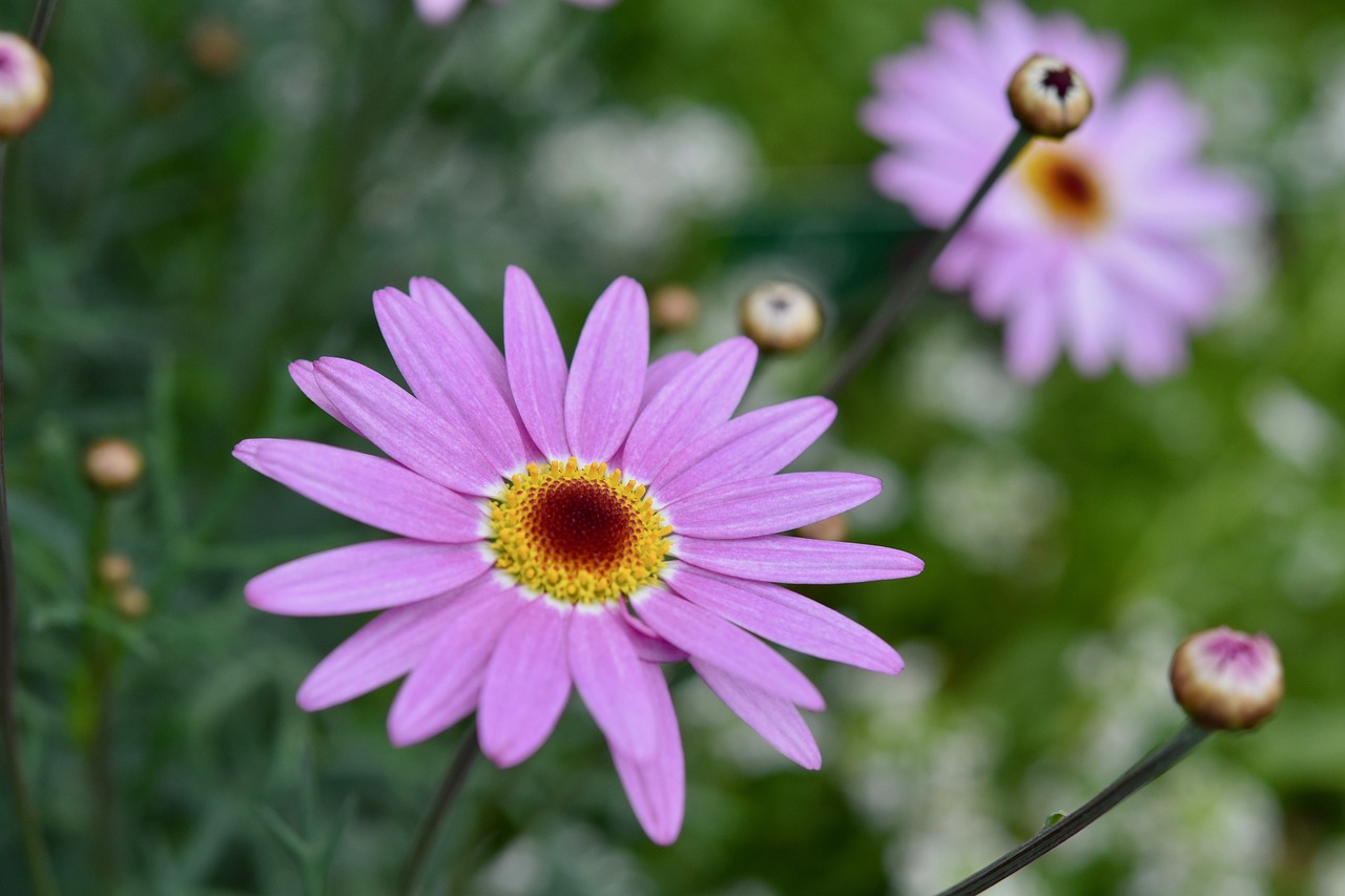 flowers  flower  flower color parma free photo