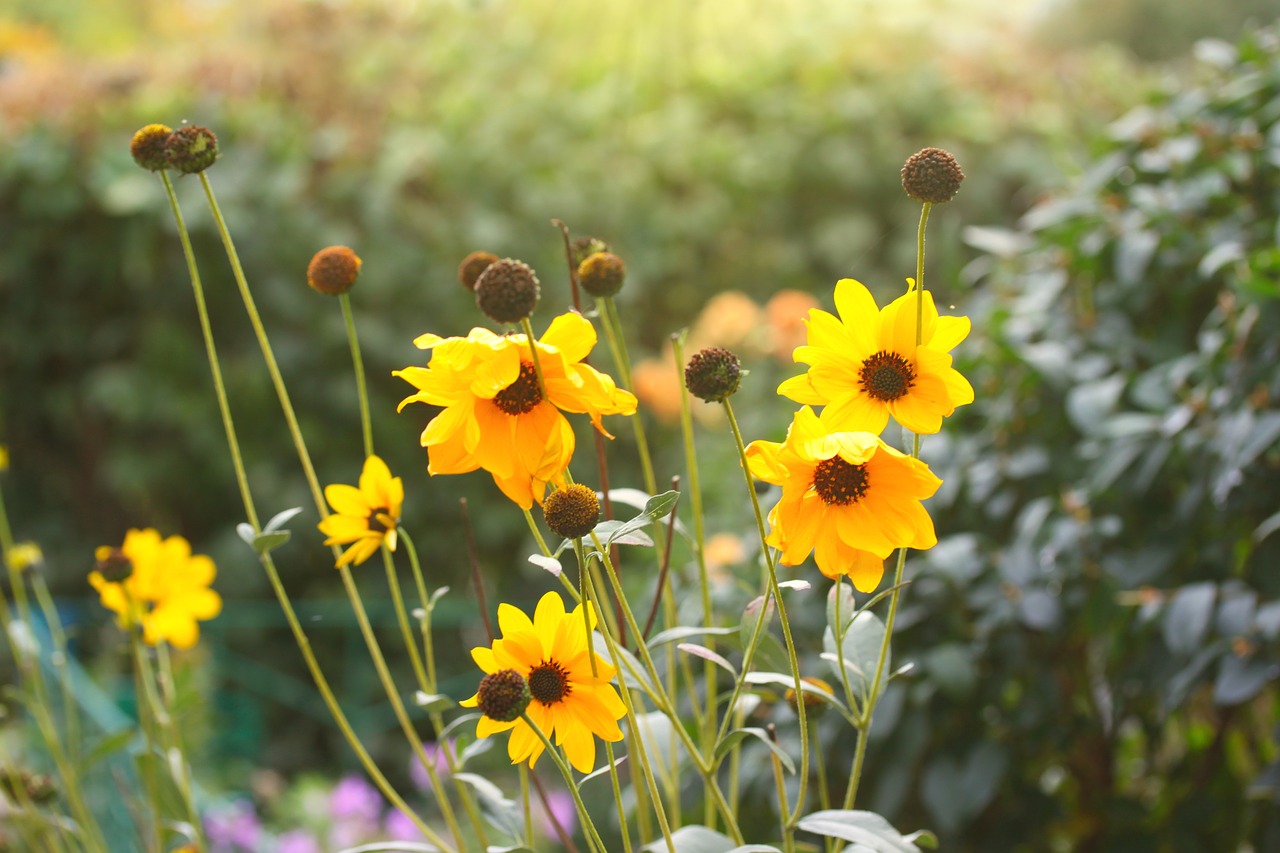 flowers  yellow  spring free photo