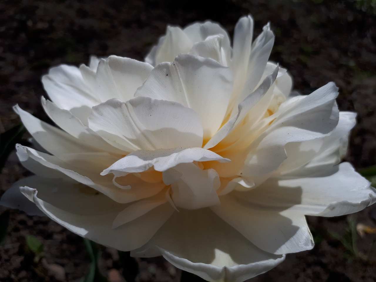 flowers  rose  white free photo