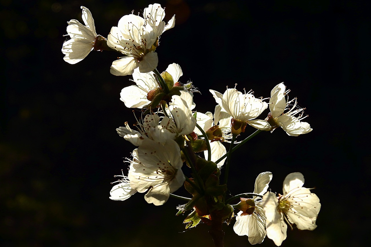 flowers  flowering  spring free photo