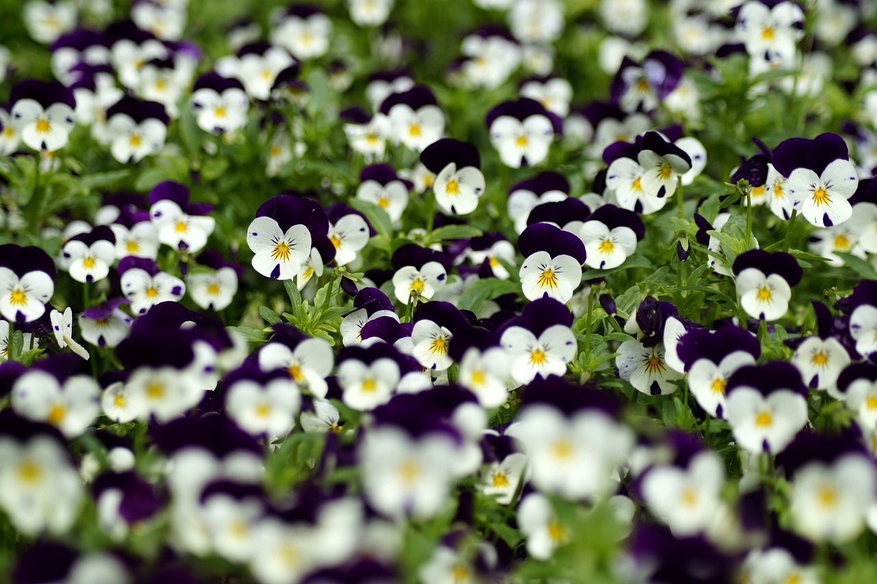 flowers  pansy  plant free photo