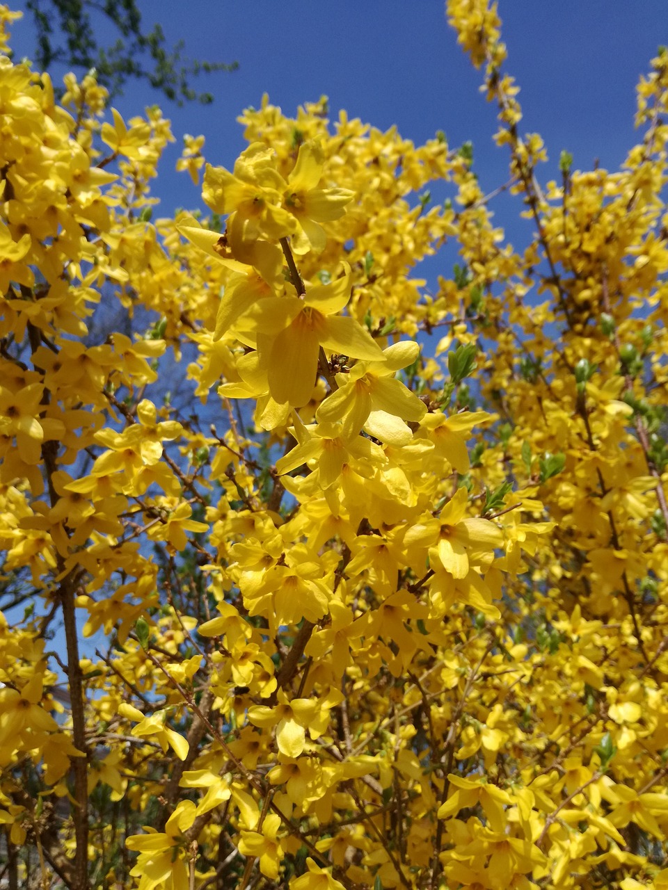 flowers  blossom  yellow free photo