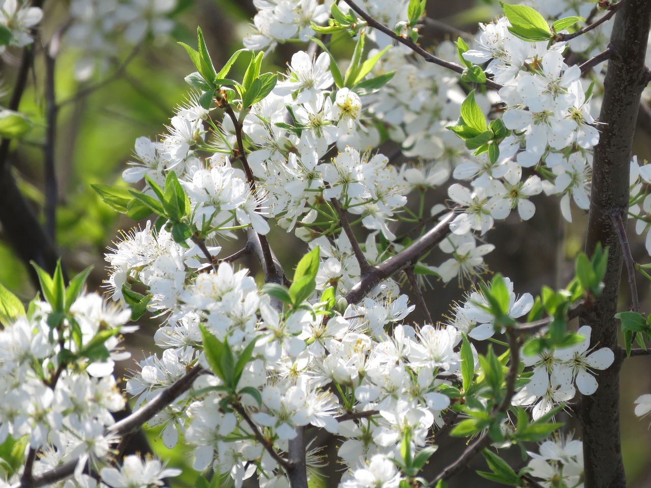 flowers  tree flowers  white flowers free photo