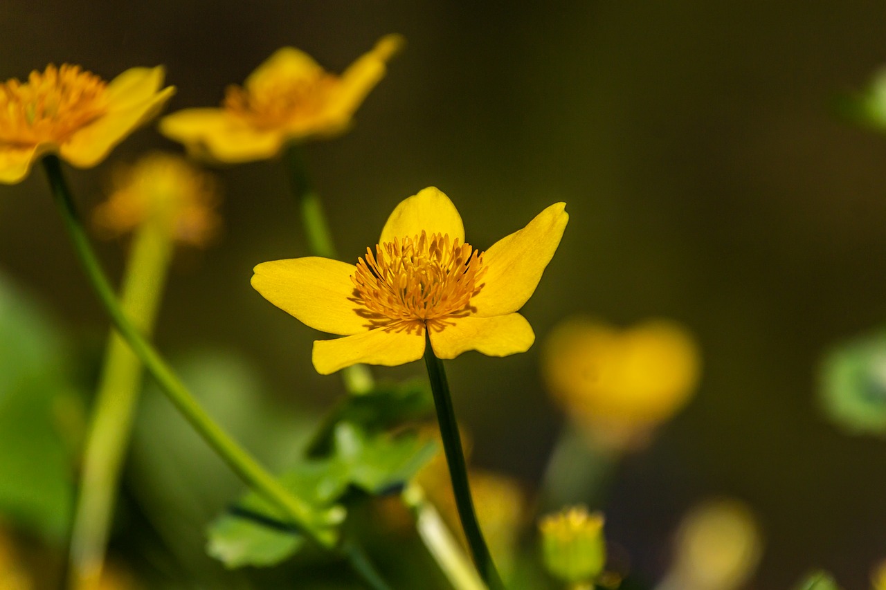 flowers  macro  yellow free photo