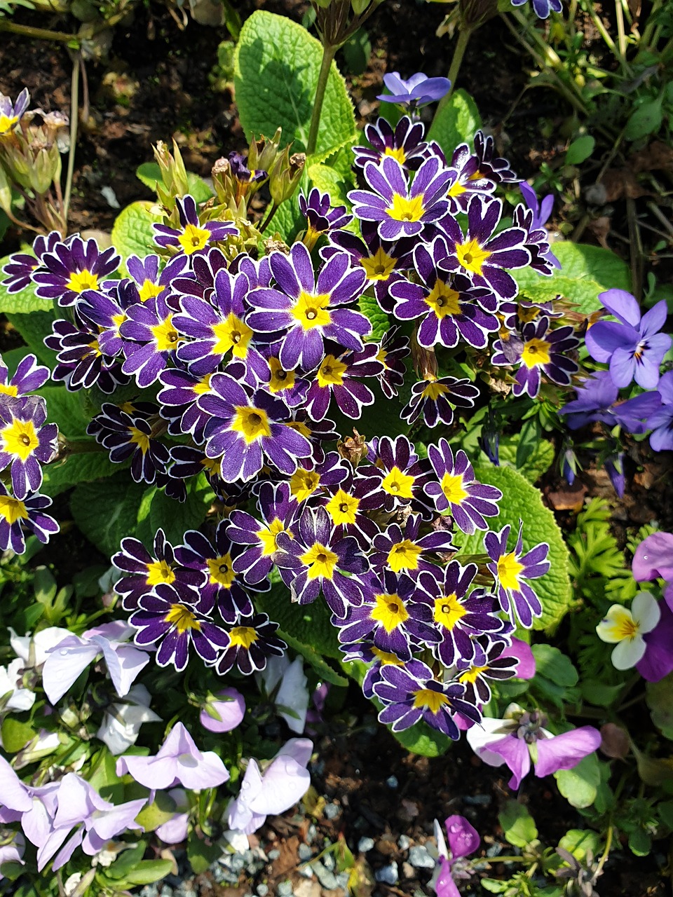 flowers  primrose  purple-yellow free photo