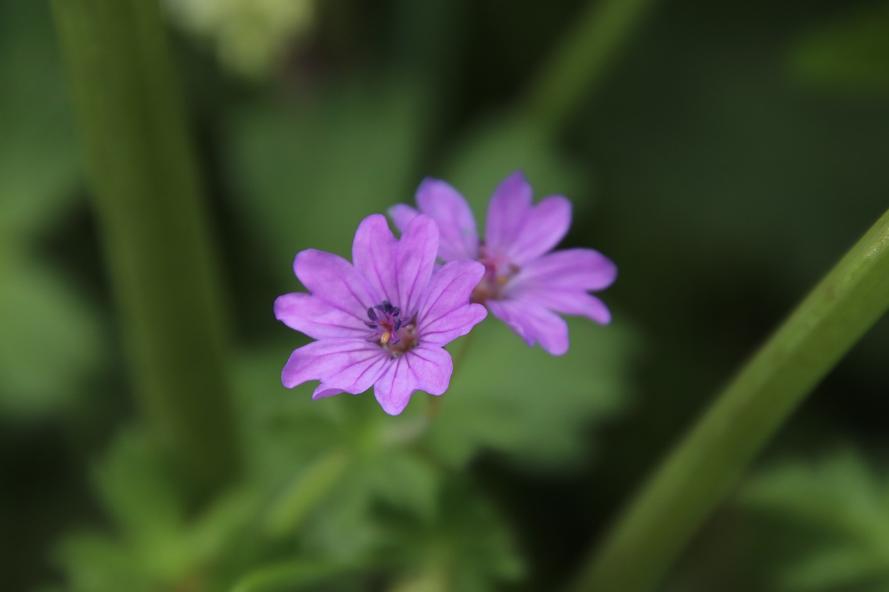 flowers  lilac color  nature free photo