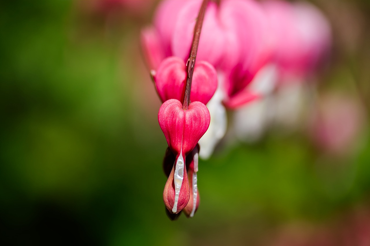 flowers  flower  nature free photo