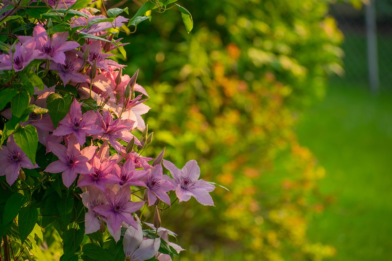 flowers  pink  green free photo