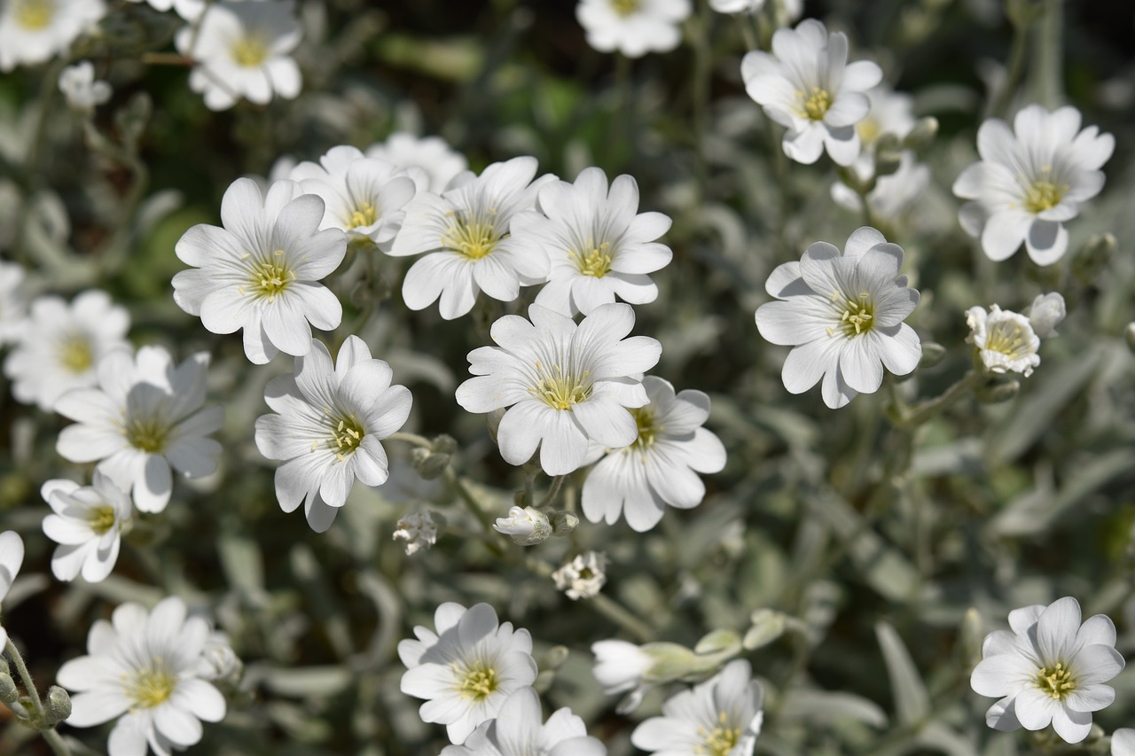 flowers  white flowers  flowers of massive free photo