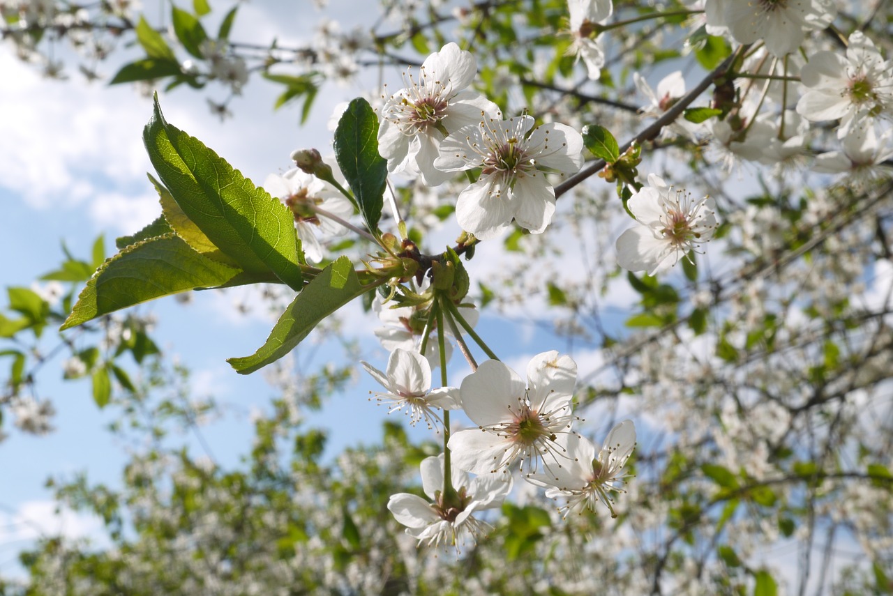 flowers  cherry  fruit free photo